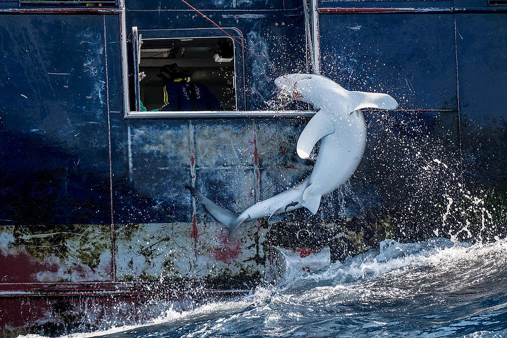 A shark is hauled into the hold of the Pedra da Grelo, a Spanish longliner targeting swordfish in the south Atlantic ocean. ` The Greenpeace ship Arctic Sunrise and crew are investigating distant water fishing fleet practices in the Mid-Atlantic during September and October 2019. © Tommy Trenchard / Greenpeace